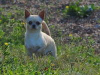 Étalon Chihuahua - Nala Du Clos Shooting Star