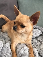 Étalon Chihuahua - Voxel Ux Railey