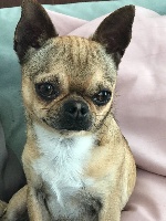 Étalon Chihuahua - Owenn de l'ecrin des joyaux