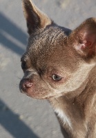 Étalon Chihuahua - O'sborg Of Love Pearl