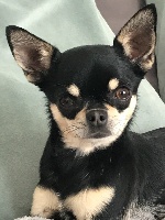 Étalon Chihuahua - Pocahontas Of Eyden Cashmere
