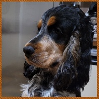 Étalon Cocker Spaniel Anglais - R'bee du chemin des cavaliers