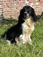 Étalon English Springer Spaniel - Replay du Vallat de Galance