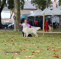 Étalon Golden Retriever - sunnyfield's Harley davidson