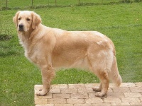 Étalon Golden Retriever - Indiana jayne dite jayne de la vallée Morgane