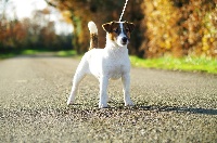 Étalon Jack Russell Terrier - Belka bella white almond