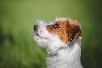 Étalon Jack Russell Terrier - Zima dit russia kennel jackart