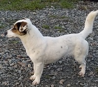 Étalon Jack Russell Terrier - Preciosa pretty jack Des Terriers Du Large
