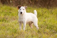 Étalon Jack Russell Terrier - Ptit zizi (Sans Affixe)