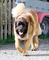 Étalon Leonberger - Naya Des Terres Noires De Saint Cyr