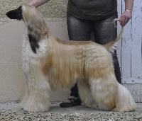 Étalon Levrier afghan - golddragon Alexandro