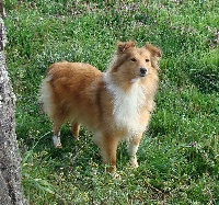 Étalon Shetland Sheepdog - Priska gold des jardins de verone
