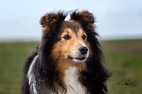 Étalon Shetland Sheepdog - Hubert le blond des deux étoiles