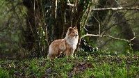 Étalon Shetland Sheepdog - Rosenrot even De La Forêt Des Celtes