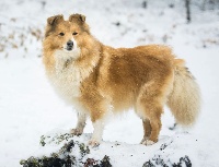 Étalon Shetland Sheepdog - Qrazy love story Of Sweet Woodruff