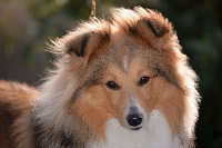 Étalon Shetland Sheepdog - Princess queeny du Lorecé