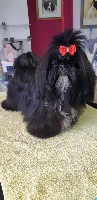 Étalon Shih Tzu - Rivière d'étoiles De Pepsie Pep's