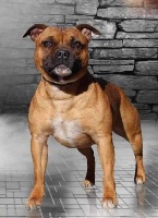Étalon Staffordshire Bull Terrier - Nobody is perfect Soan Of Fire