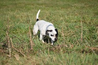 Étalon Staffordshire Bull Terrier - Oly de Chercica