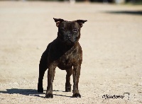 Étalon Staffordshire Bull Terrier - Paper plane Of The Guardian's Mind
