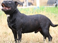 Étalon Staffordshire Bull Terrier - Mandela (Sans Affixe)