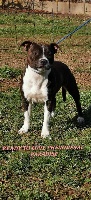 Étalon Staffordshire Bull Terrier - Ready to love Phenomenal Paradise