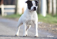 Étalon Staffordshire Bull Terrier - Outlandish bloodborn Of The Guardian's Mind