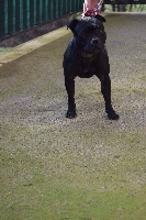 Étalon Staffordshire Bull Terrier - Prada Des Plateaux D'arverne