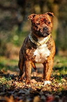 Étalon Staffordshire Bull Terrier - Playboy killer lover of Spirit Wolf Addict