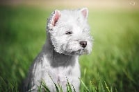 Étalon West Highland White Terrier - Edeonne de Lady Pendora