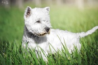 Étalon West Highland White Terrier - Odin (Sans Affixe)
