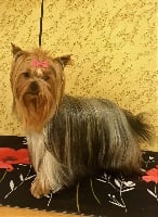 Étalon Yorkshire Terrier - Paillette d'amour du Mas des Anges