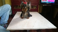 Étalon Yorkshire Terrier - Millesime mmxvi de France D'Iela