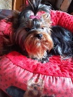 Étalon Yorkshire Terrier - Paradis vanessa De L'arche D'or