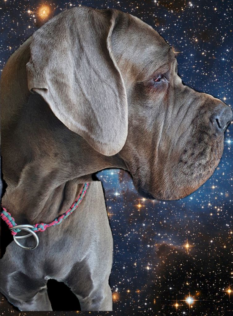 Les Dogue allemand de l'affixe   de l'etoile du Baou