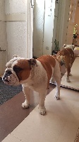 Étalon Bulldog Anglais - Pow-wow desy Land van mechelaar