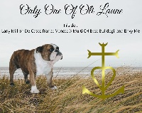 Étalon Bulldog Anglais - Only one Of Oli Laune