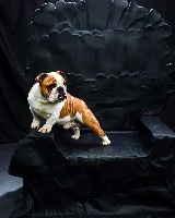 Étalon Bulldog Anglais - Lord louis napoléon Del paradiso marino