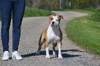 Étalon American Staffordshire Terrier - Passi Du Domaine De Roujus