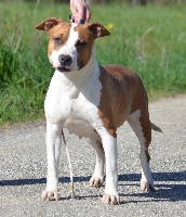 Étalon American Staffordshire Terrier - Oxana Du Domaine De Roujus