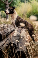 Étalon American Staffordshire Terrier - Precious pearl de l’empreinte de l’espoir