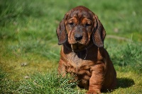 Étalon Basset des Alpes - Sauer Du Val Des Houchis