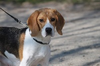 Étalon Beagle - Pixie du moulin de madjurie