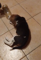 Étalon Beagle - S'bella du Clos de La Melinière