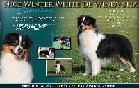 Étalon Berger Australien - Nice winter white De Windy'stia