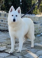 Étalon Berger Blanc Suisse - Regina ororca de Dame Midnight