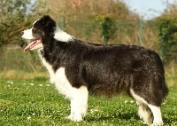 Étalon Border Collie - Ruby ollie Original Serie