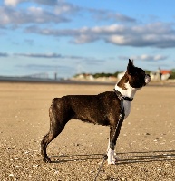 Étalon Boston Terrier - Nosy blue Olive