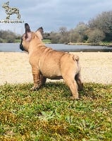 Étalon Bouledogue français - Sakura'zouu de l'Empire des Hellls