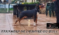 Étalon Bull Terrier - Panamera de l'Empire du Bull